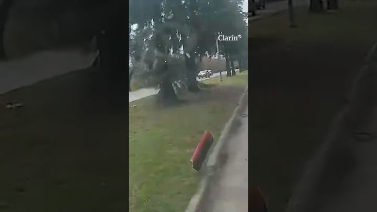 Impactante accidente en Berisso: colectivo colisiona con auto detenido repentinamente y termina contra un &aacute;rbol