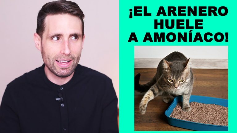 Revelan por qu&eacute; el olor del or&iacute;n felino es tan intenso y asombra a los investigadores