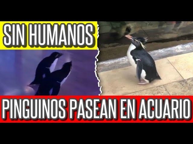 Venta de ping&uuml;inos por U$S 40.000 tras cierre del acuario en Mar del Plata para saldar deudas