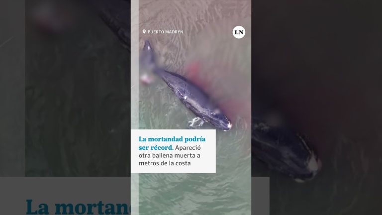 Alta mortalidad de ballenatos en Pen&iacute;nsula Vald&eacute;s genera preocupaci&oacute;n por posible r&eacute;cord, sospechan de una bacteria