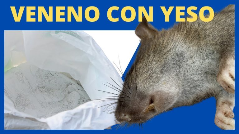 ANMAT veta un veneno para ratas a nivel nacional: descubre la marca y las infracciones detectadas
