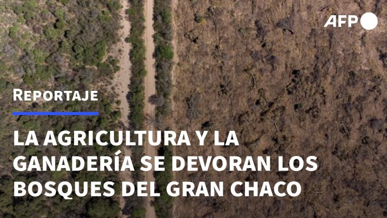 Descubre cómo actúan las organizaciones que ocupan tierras en Salta y Santiago del Estero para su explotación: armamento, deforestación ilegal y conexiones políticas