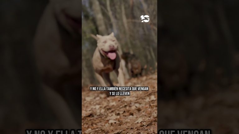 Incidente violento: una mujer mayor fue atacada por un pitbull y los vecinos intervinieron para salvarla