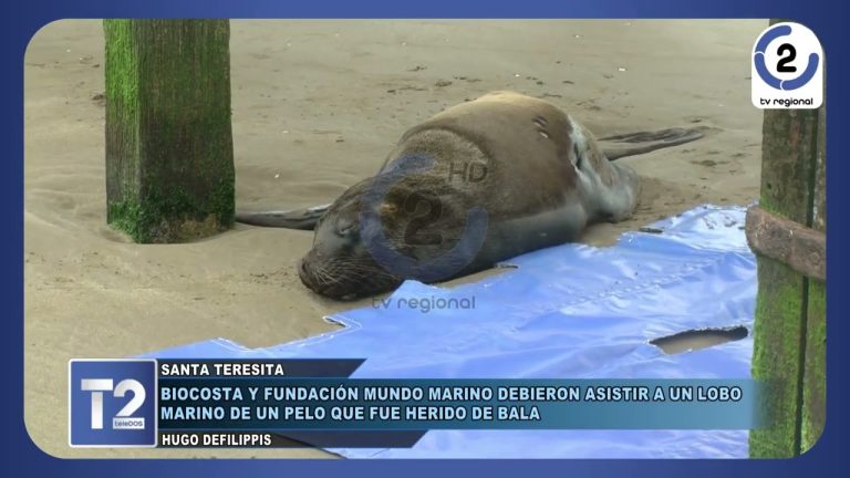 Investigan si pescadores dispararon a un lobo marino en Santa Teresita para espantarlo