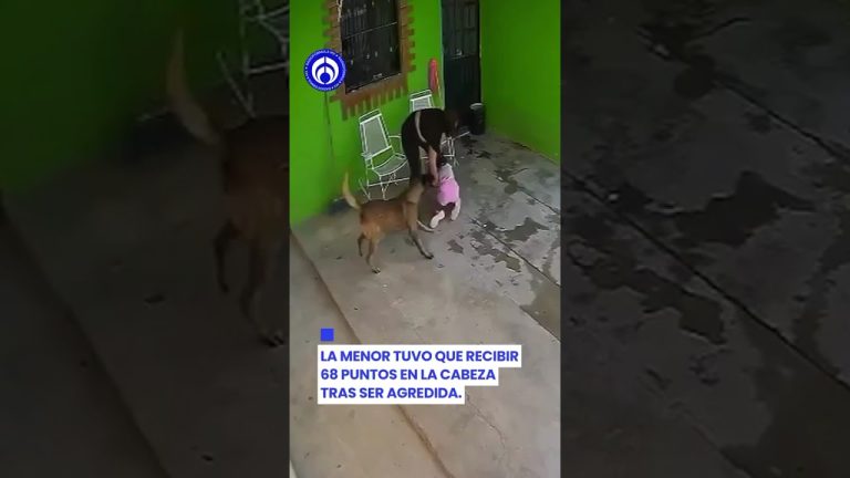 Ni&ntilde;a de nuevo atacada por mascota en su hogar: perro familiar la hiere y est&aacute; grave en el hospital