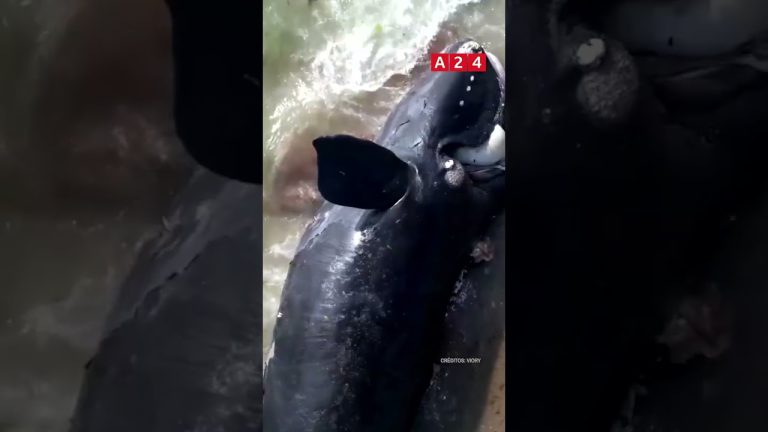 Cinco ballenas halladas sin vida en puerto madryn en 48 horas podrían marcar un récord anual.