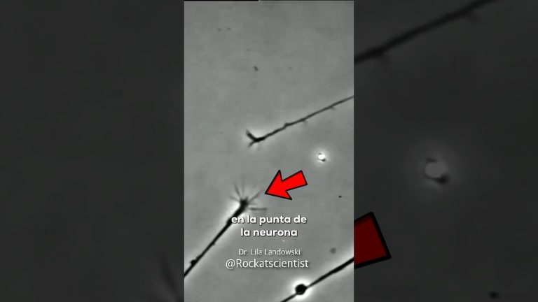 Cómo se elabora el atlas celular del cerebro para entender enfermedades neurodegenerativas