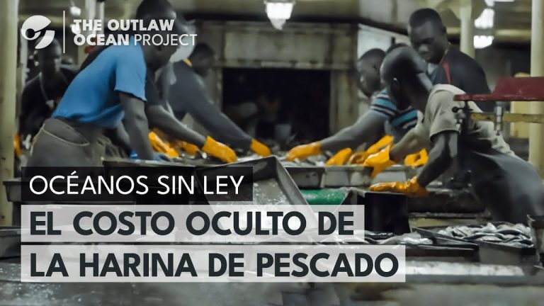 El impacto de la harina de pescado en la acuicultura mundial y sus efectos en la contaminación y sobreexplotación de áreas costeras