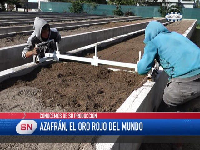 El valioso azafrán argentino, una creación mundialmente exclusiva con un extenso proceso de producción