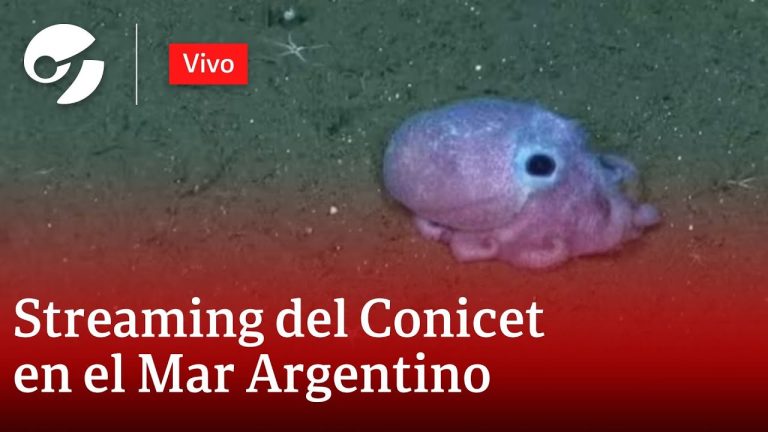 Hallan 57 especies inéditas en cañones submarinos argentinos después de la expedición del CONICET transmitida en directo