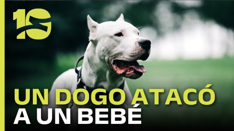 Infante de dos años sufre serias lesiones tras ataque de perro en Córdoba