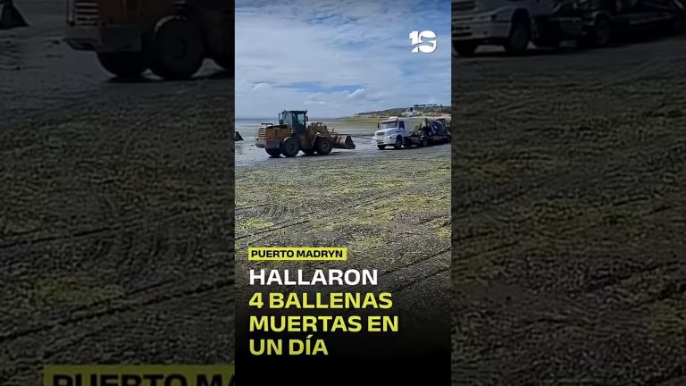 Preocupación por el fallecimiento de cetáceos en Puerto Madryn: dos teorías y posible impacto de El Niño
